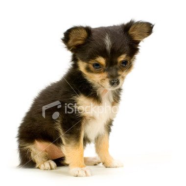 chihuahua puppy presentment
